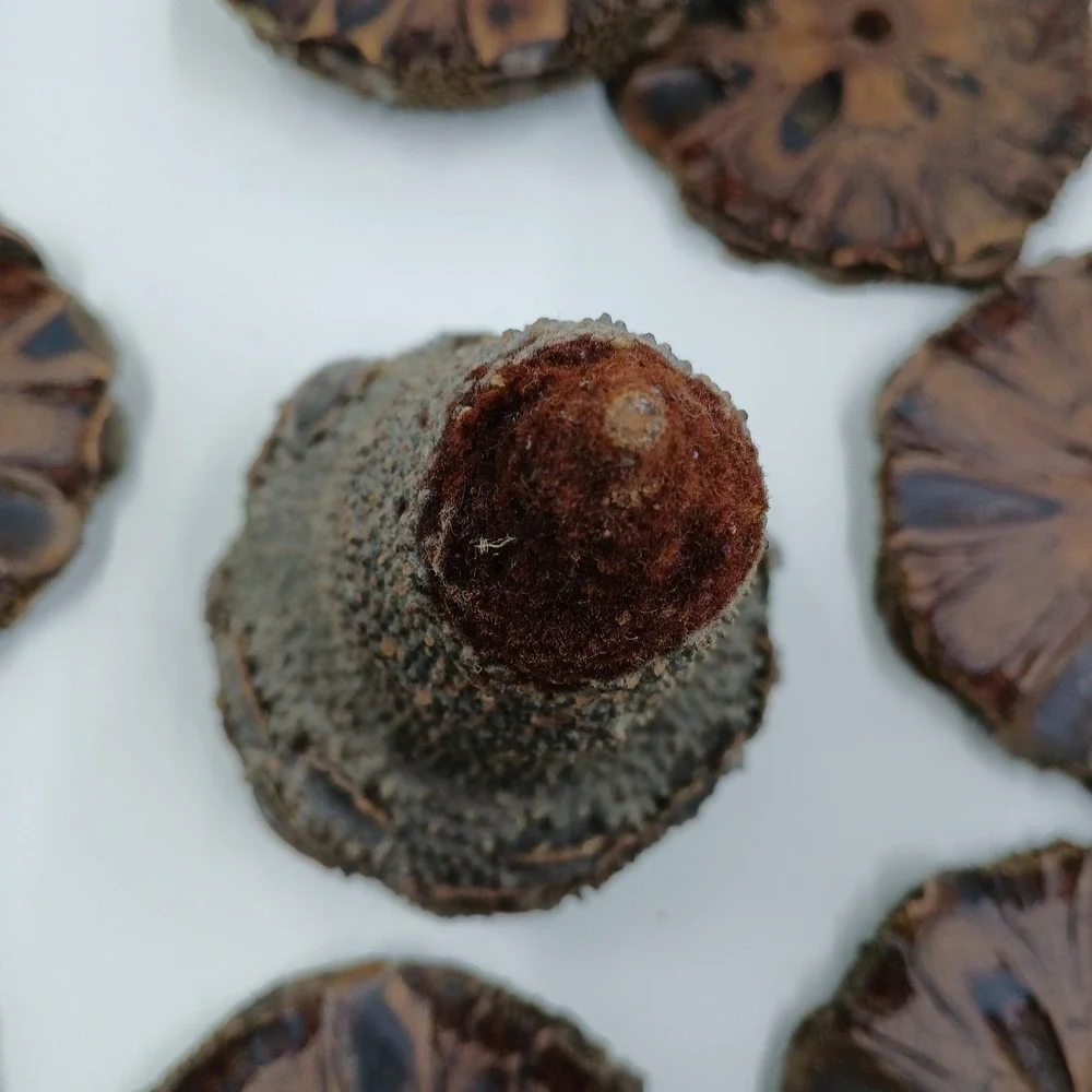 COASTERS Banksia Pod Set of 6 Brown‎